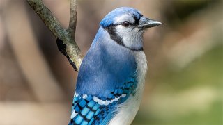 Picture of a Blue Jay