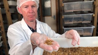 Tom Mohan, co-founder of Horizon Insects, holds a handful of Tenebrio molitor larvae