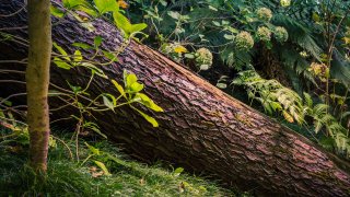 Fallen tree shown in the forest.