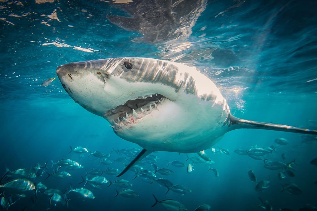 How to Watch, Stream Shark Week 2021 on Discovery and Discovery+ – NBC10 Philadelphia - Vimarsana News