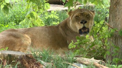Zoo Animals to Receive COVID-19 Vaccine – NBC10 Philadelphia
