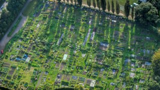 Fruit and vegetable allotments on the outskirts of Henley-on-Thames, England.