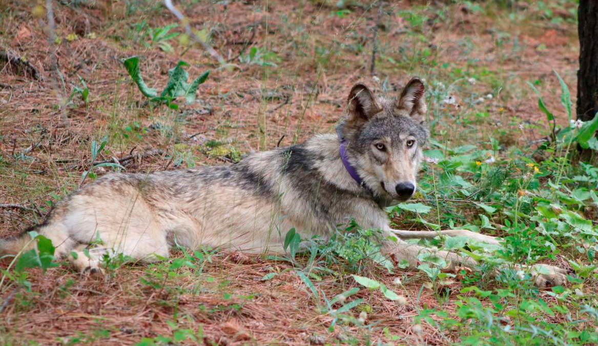Biden Backs End to Wolf Protections But Hunting Concerns Grow – NBC10 Philadelphia - Vimarsana News