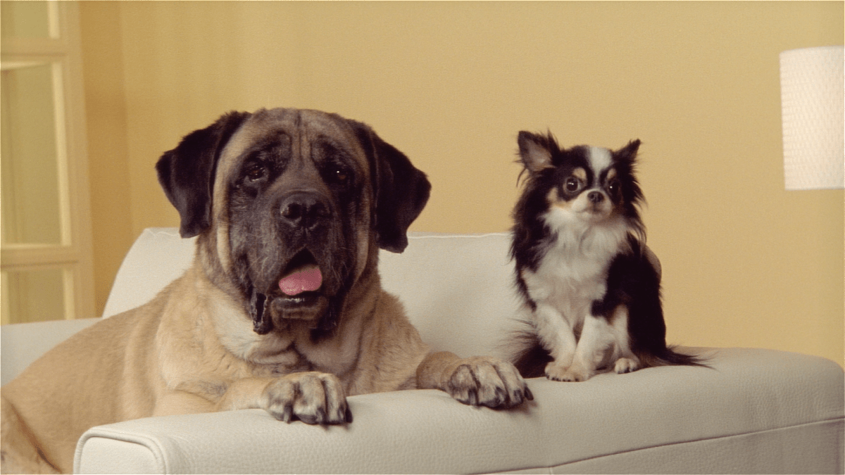 How to Introduce Your New Dog to Your Current Dog, According to an