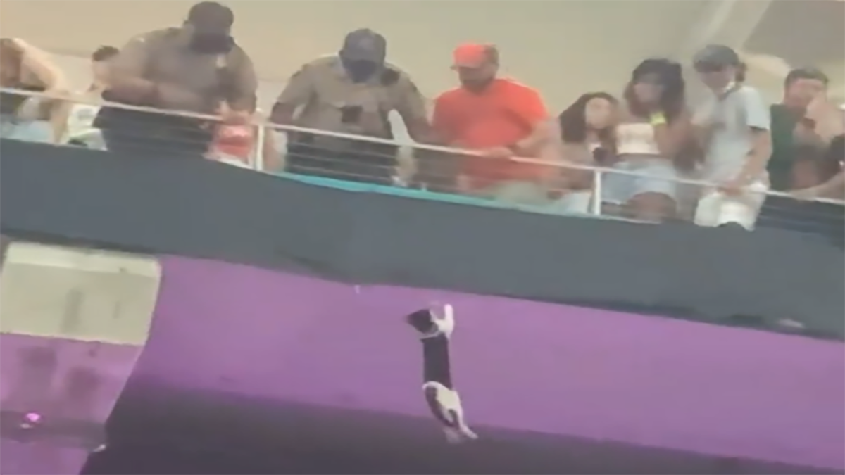 Lucky Cat: Falling Feline Gets Saved at Miami Football Game