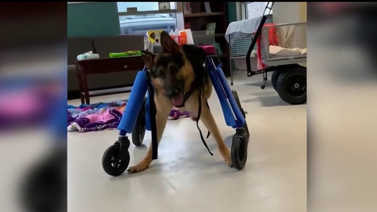 Animal Shelter Helps Dogs With Disabilities – NBC10 Philadelphia
