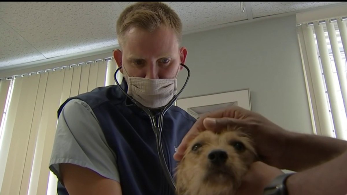 Vets in High Demand Amid Rise in Animal Adoptions NBC10 Philadelphia