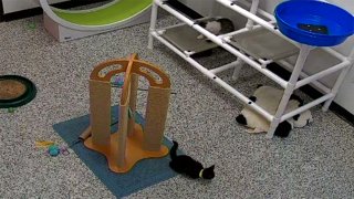 Kittens play with toys at a shelter