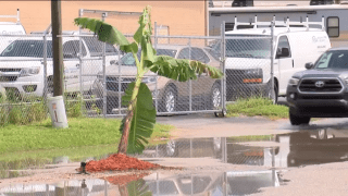 Banana Tree Planted in Pothole