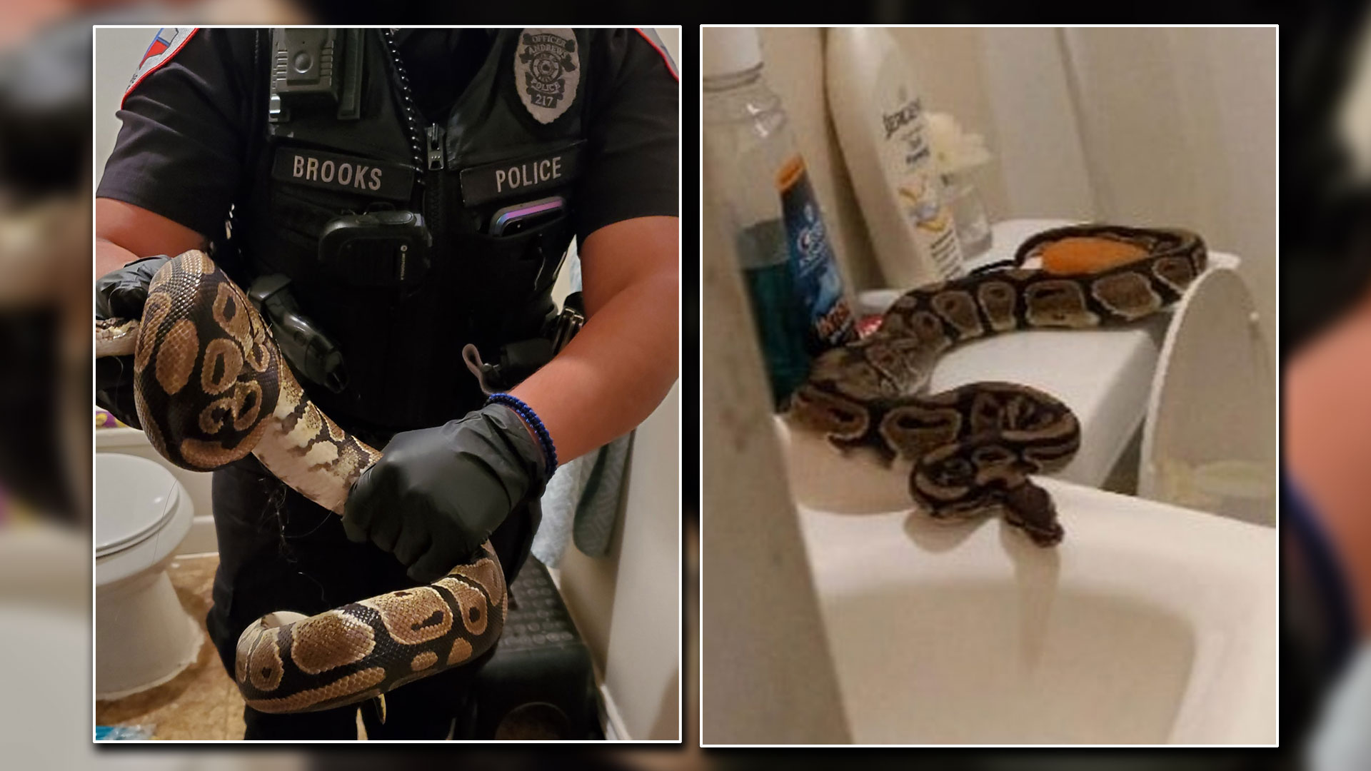Texas Woman Finds Big Snake in Her Bathroom Overnight