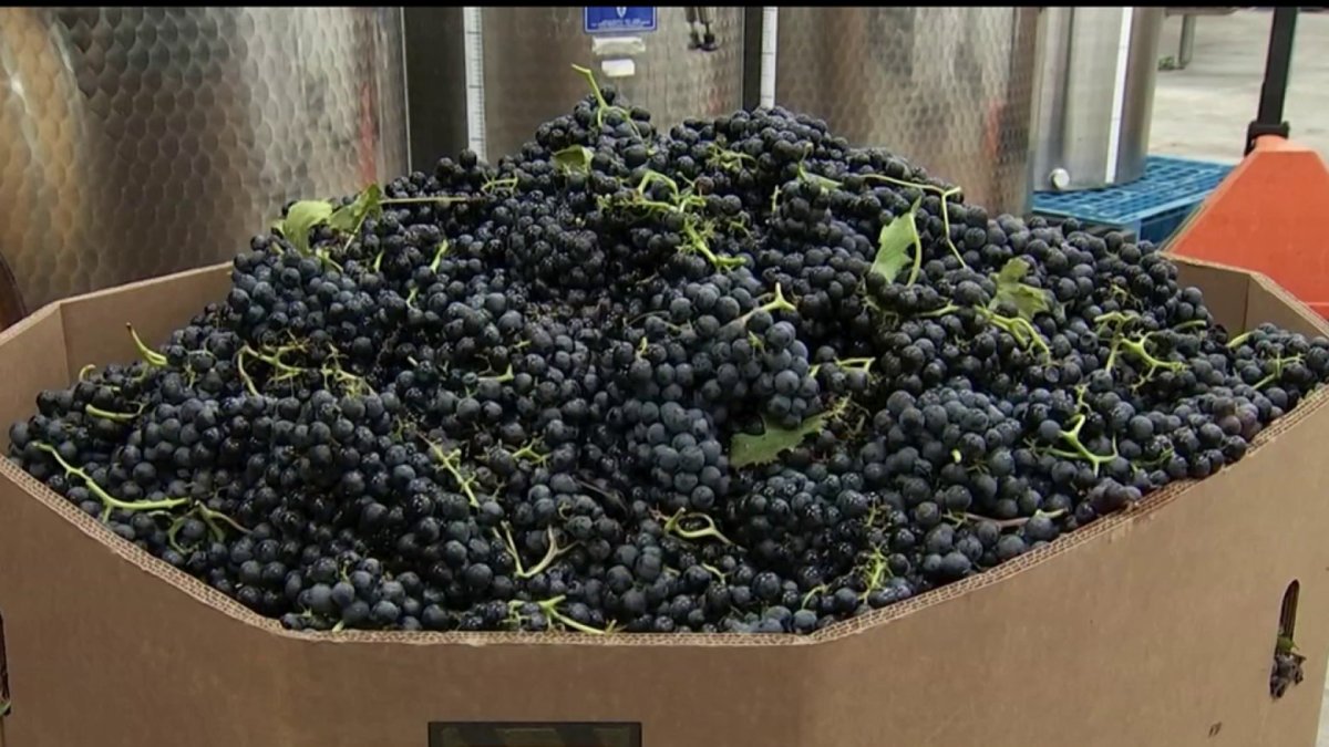 NJ Vineyard Teaches People How to Grow Grapes to Give Boost to Wine Industry NBC10 Philadelphia