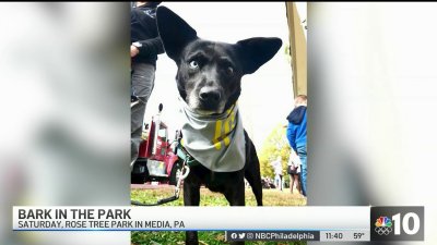 Bark in the Park' to Help Animals Find Loving Homes – NBC10 Philadelphia