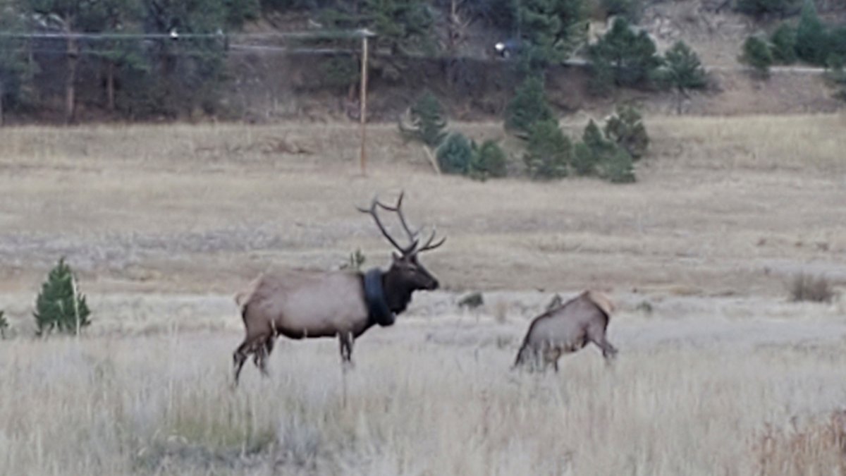 Elk With Tire Around Neck in Colorado Freed After 2 Years - Vimarsana News