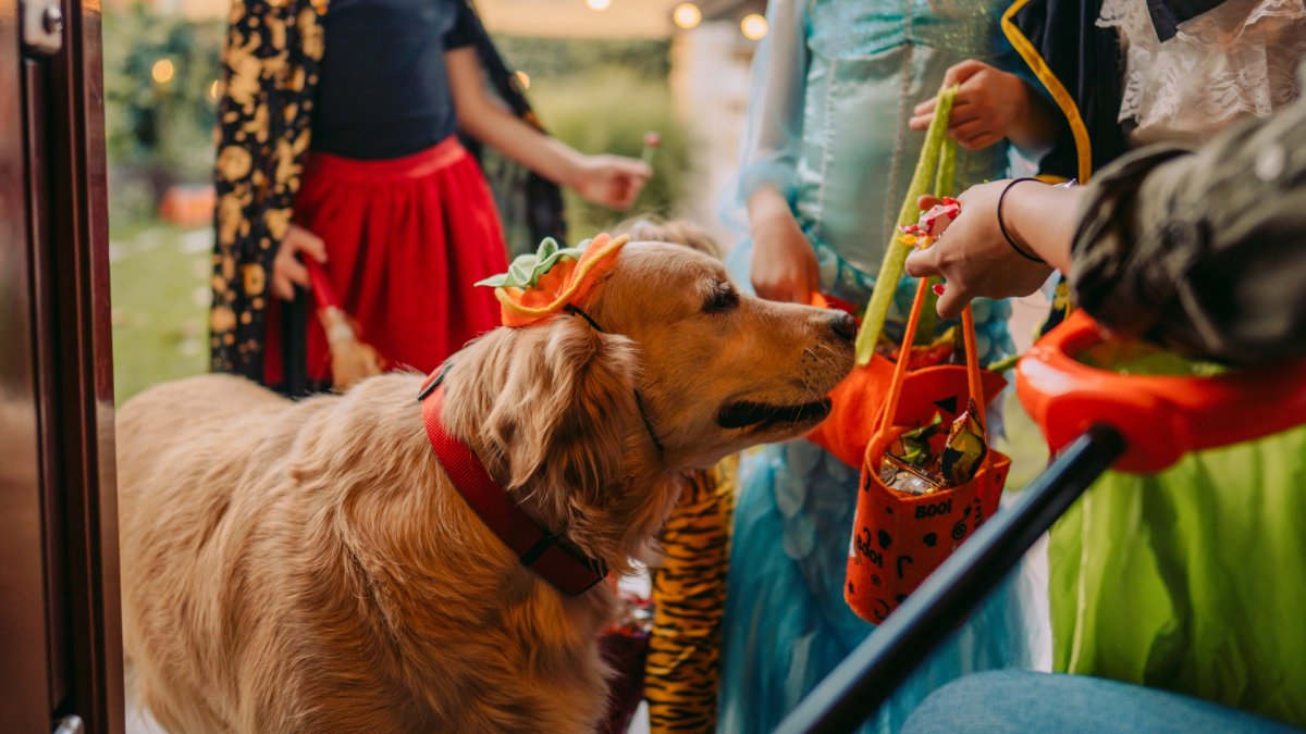 Halloween Safety Tips For Your Pets From The Aspca Nbc10 Philadelphia