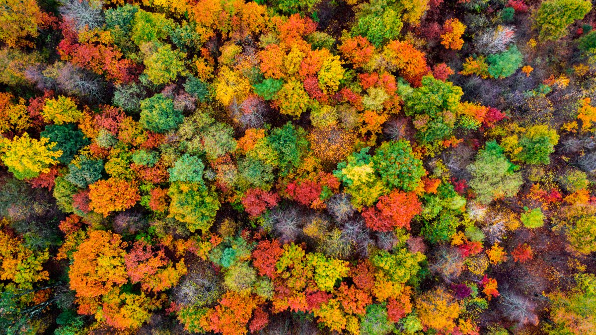 Climate Change Is Stalling the Process That Makes Leaves Change Color in the Fall – NBC10 Philadelphia - Vimarsana News