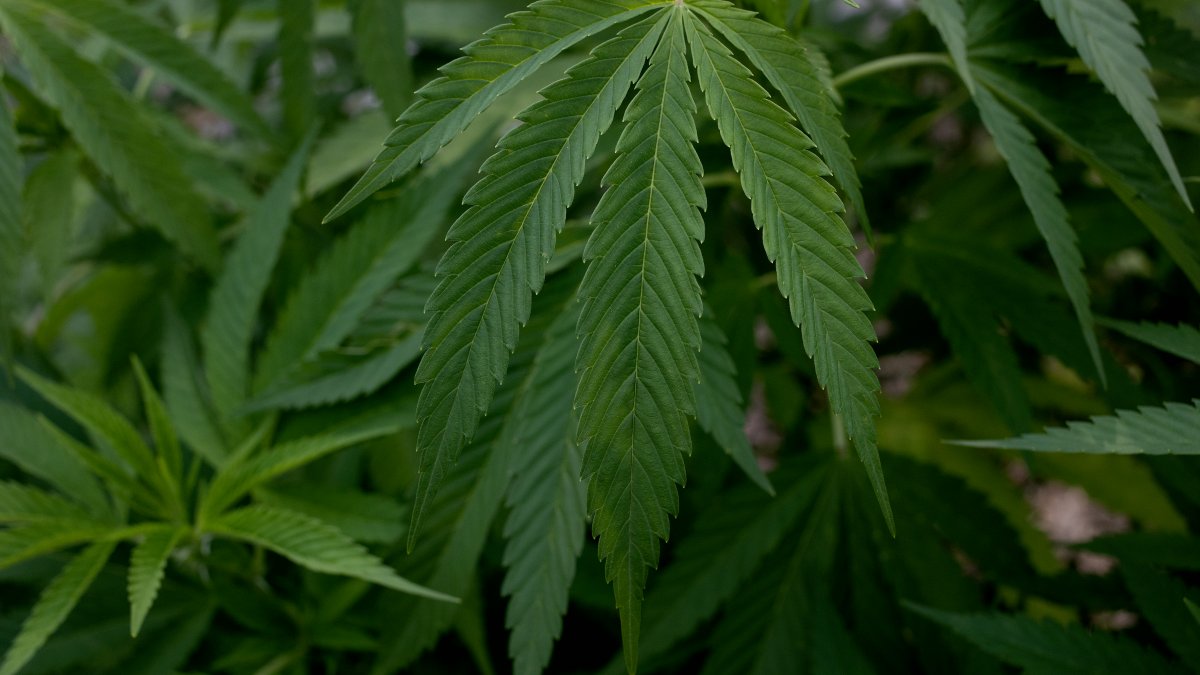 Overwhelmed by Illegal Pot, Oregon County Declares Emergency - Vimarsana News