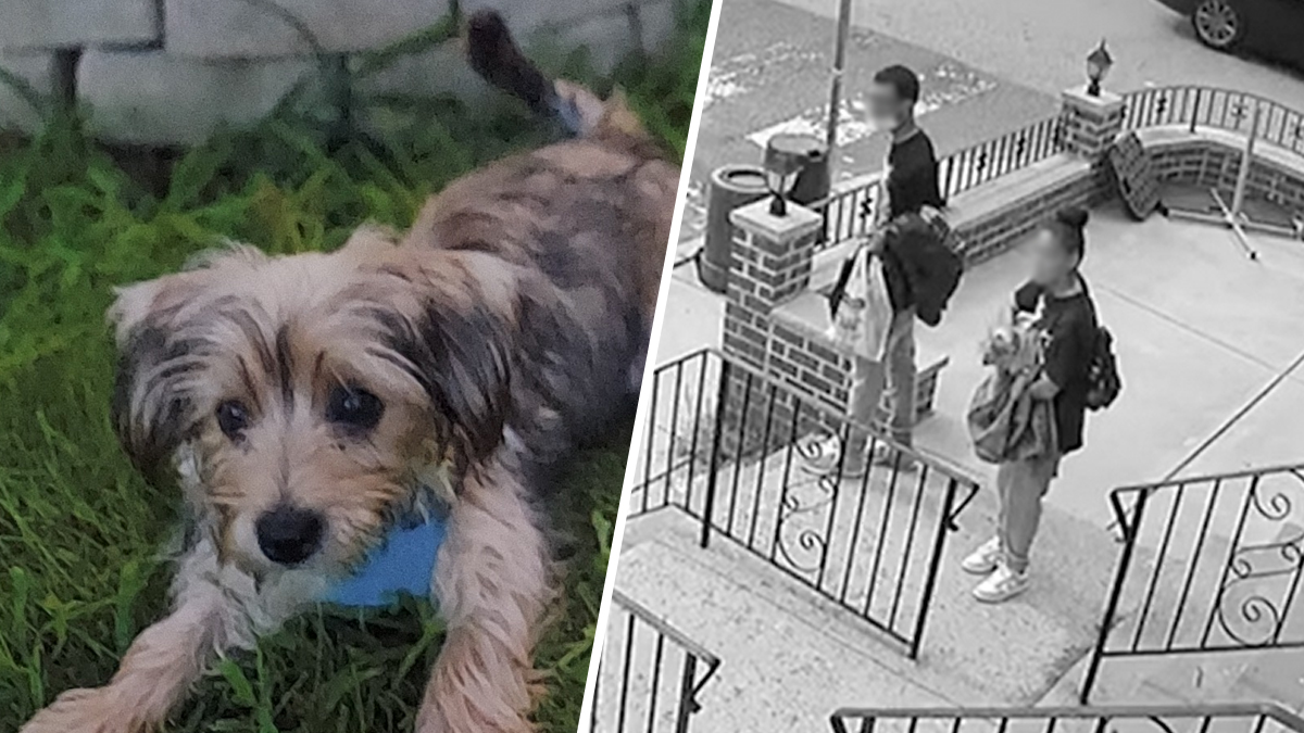 Family Seeks Boy’s Therapy Dog, Snatched Near Their Philadelphia Home – NBC10 Philadelphia
