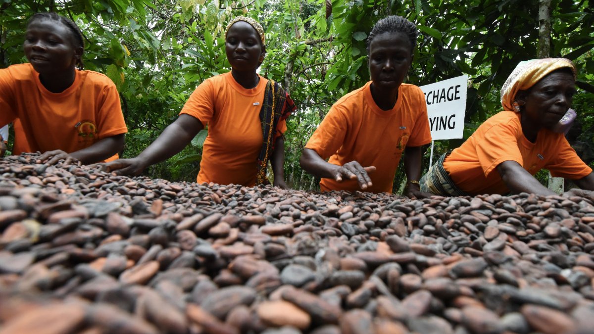 'It's Difficult to Feed Our Families': Volatile Cocoa Prices Are Pushing West African Farmers Further Into Poverty – NBC10 Philadelphia - Vimarsana News