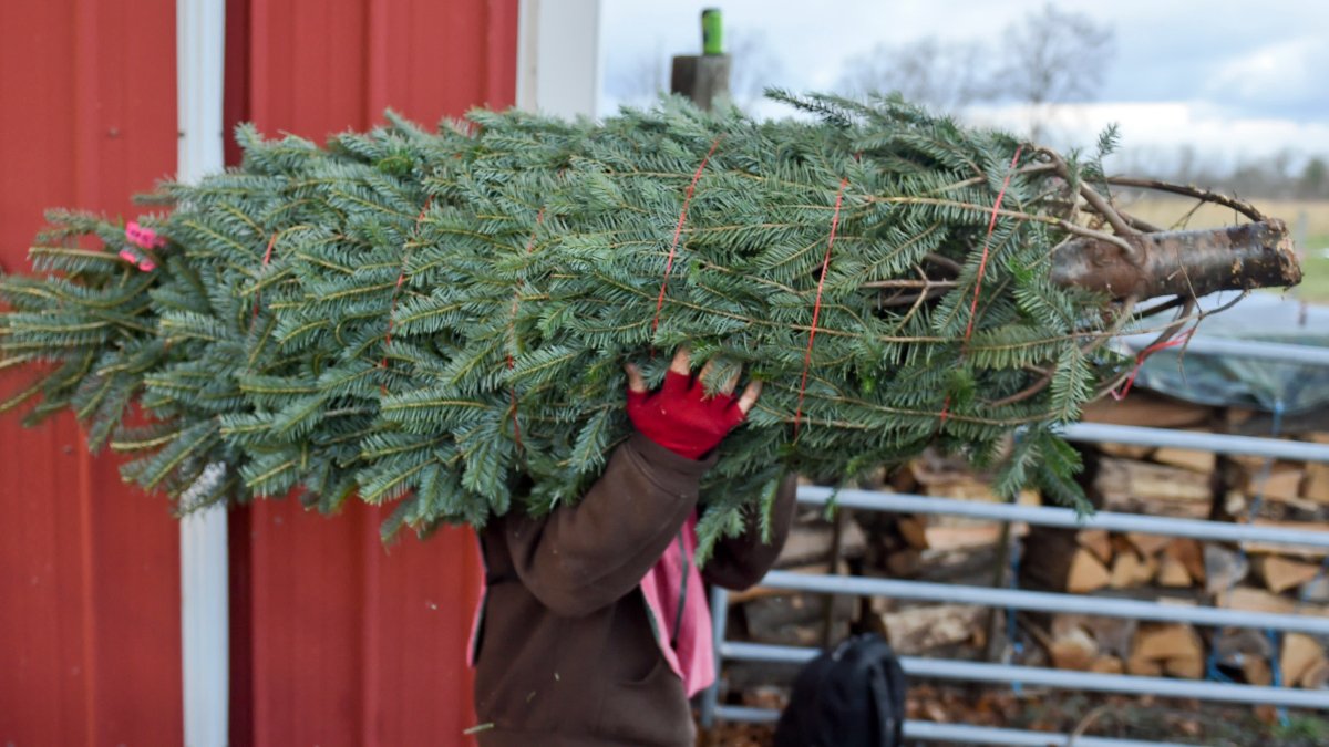 Christmas Tree Buyers Face Reduced Supplies, Higher Prices – NBC10 Philadelphia - Vimarsana News