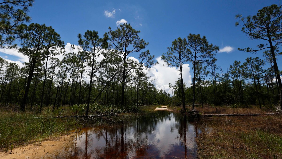Justices to Weigh Limits on Reach of Clean Water Act - Vimarsana News