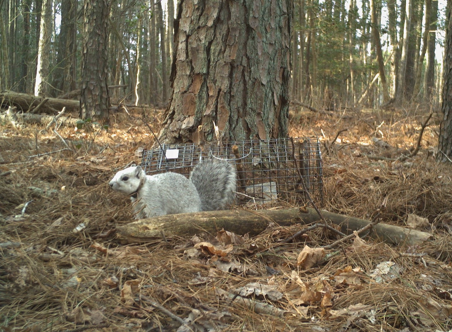 Delaware Actually Imports Fluffier Squirrels. Here's Why