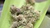 Delaware Gov. John Carney Vetoes Marijuana Legalization Bill