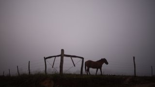 Horse in the dawn of the morning in a Mennonite farm.