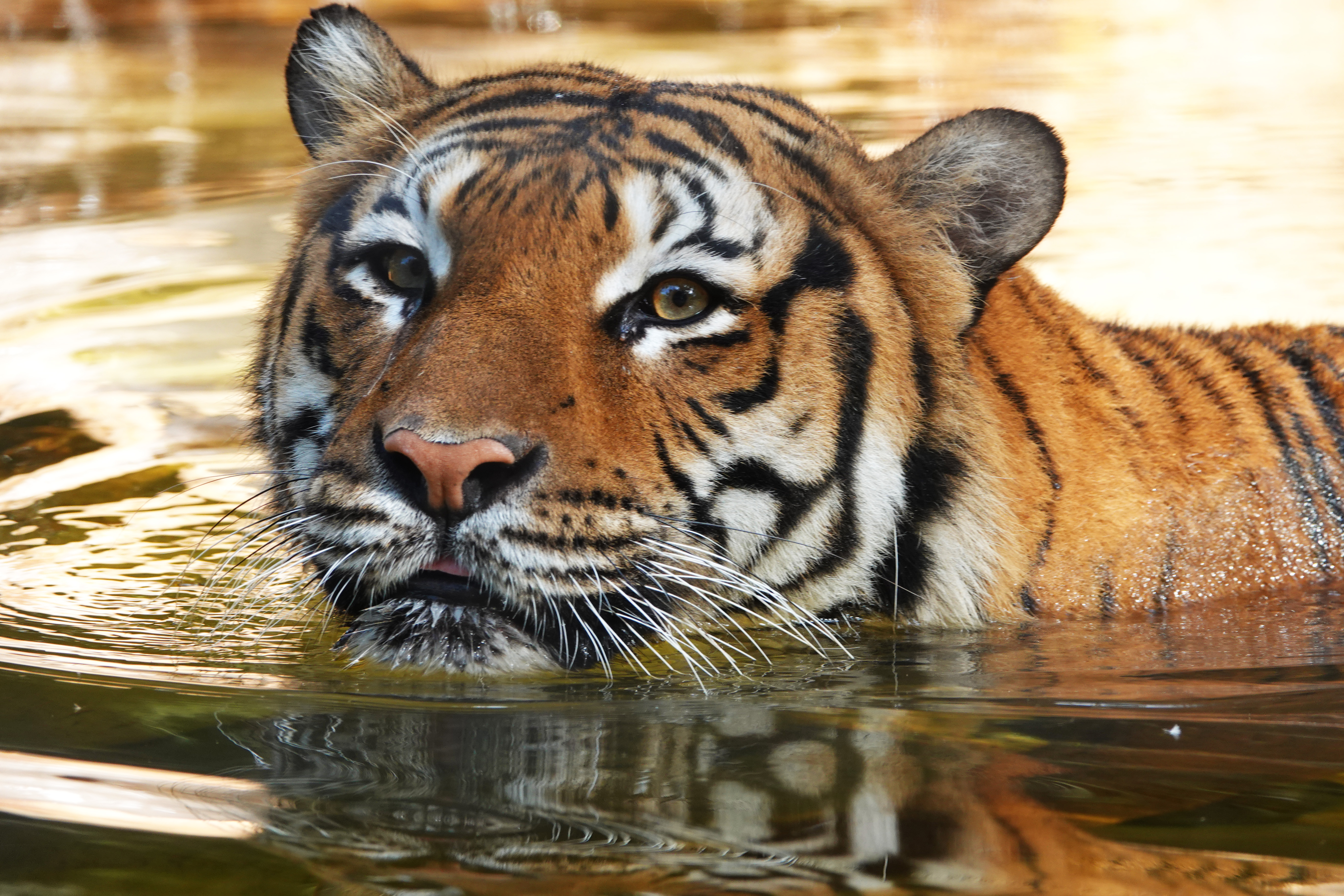 Tiger Shot After Attacking Person at Naples Zoo: Police – NBC10 Philadelphia - Vimarsana News