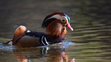 A Mandarin Duck in Pennypack Park swims in the water.