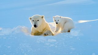 Polar bears