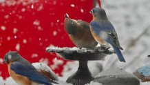Birds stand as snow falls around them.