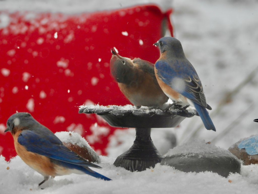 Birds stand as snow falls around them.