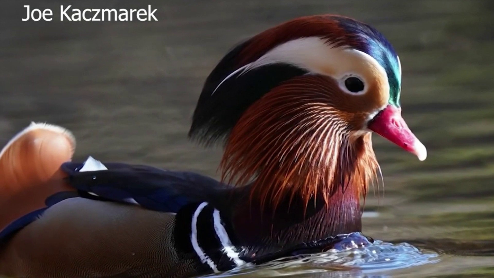 Beautiful Mandarin Ducks. Animals in the Wild Stock Photo - Image of  migration, green: 419307048, image size:1920x1080