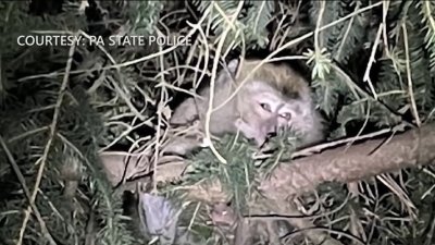 Close Contact With Monkey After Crash Leads to Pa. Woman's Health Scare