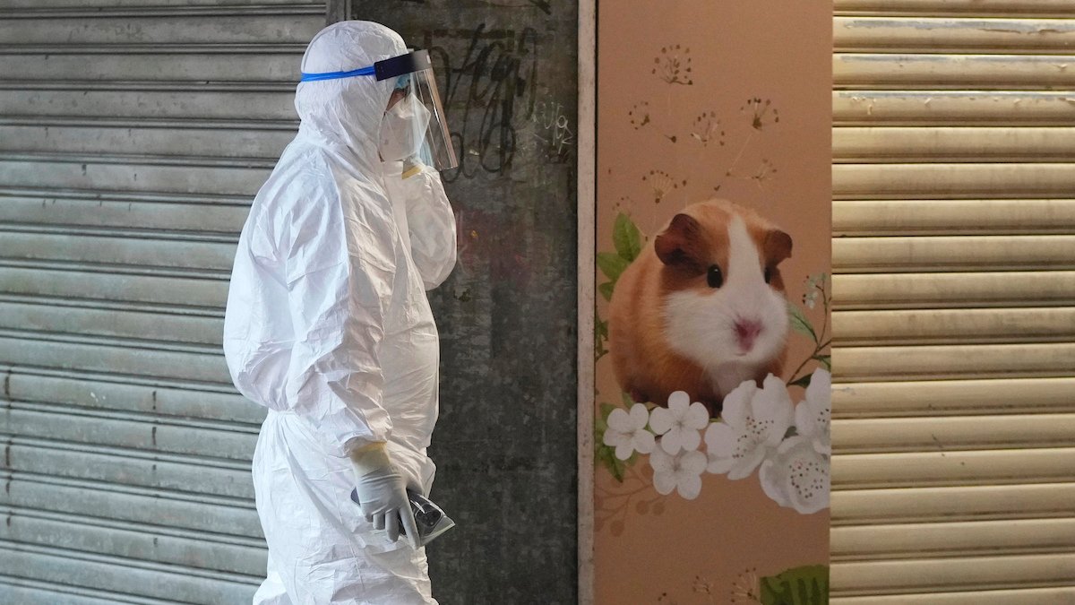 Hong Kong to Kill 2K Animals After Pet Store Hamsters, Employee Get COVID-19 - Vimarsana News