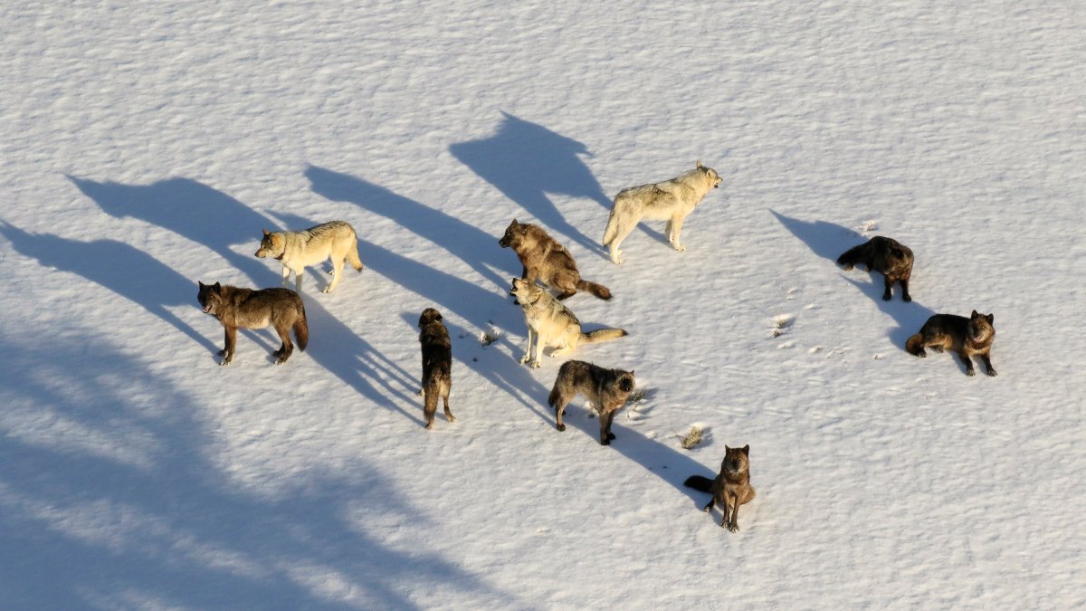 Montana Curbs Wolf Hunt After 23 From Yellowstone Killed – NBC10 Philadelphia - Vimarsana News