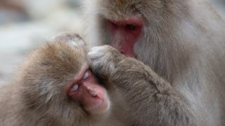 A Japanese macaque, also known as a snow monkeys, grooms another
