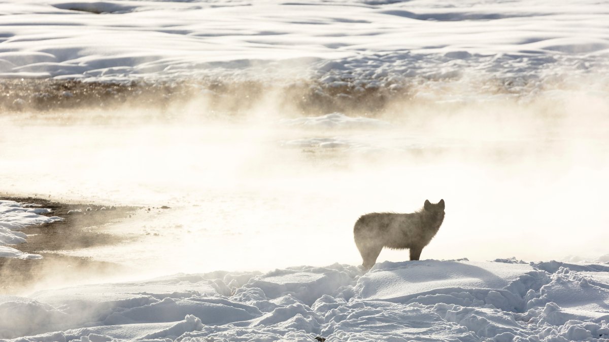 Hunters Kill 20 Yellowstone Wolves That Roamed Out of Park - Vimarsana News
