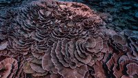 Rare, Pristine Coral Reef Found Off Tahiti Coast