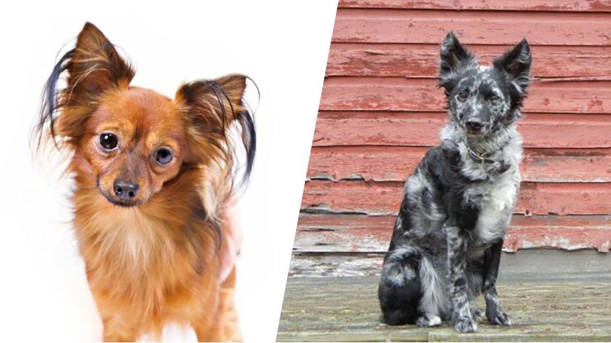 Akc mixed hot sale breeds list