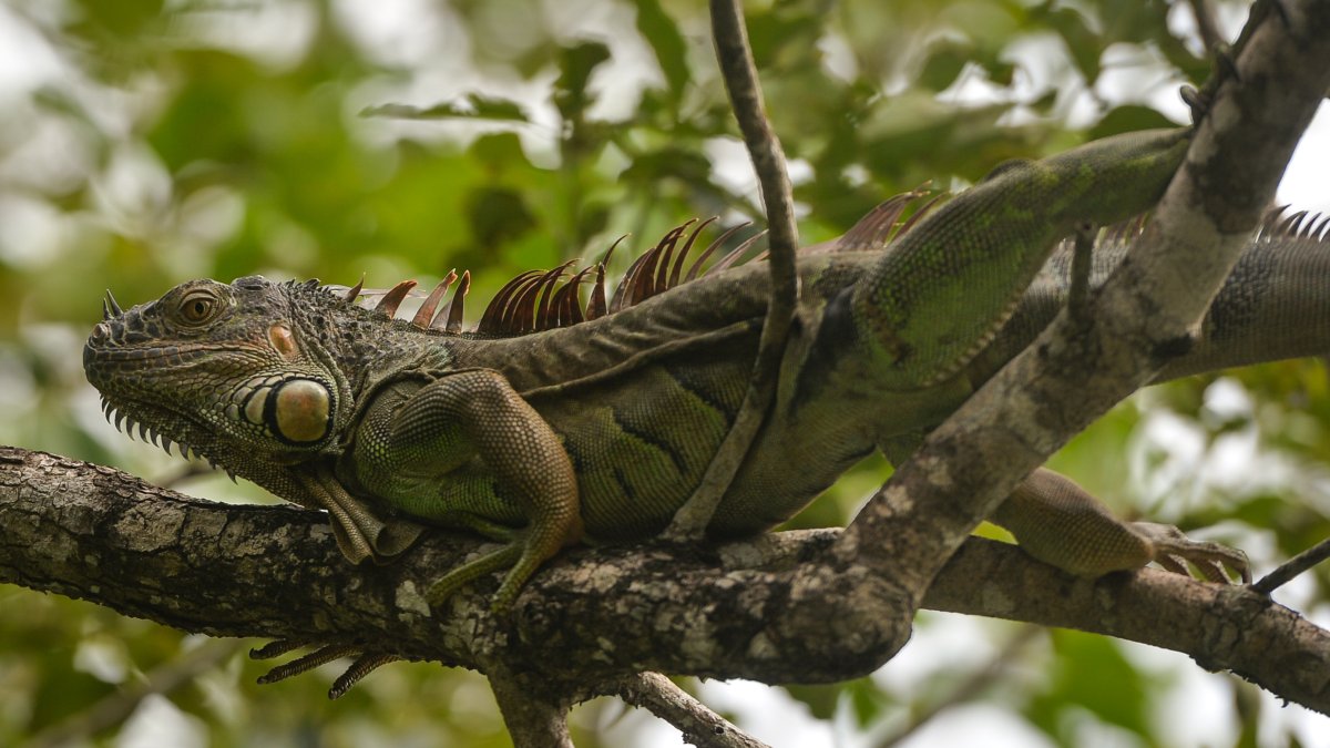 Frozen Iguanas Fall From Trees in Florida – NBC10 Philadelphia - Vimarsana News