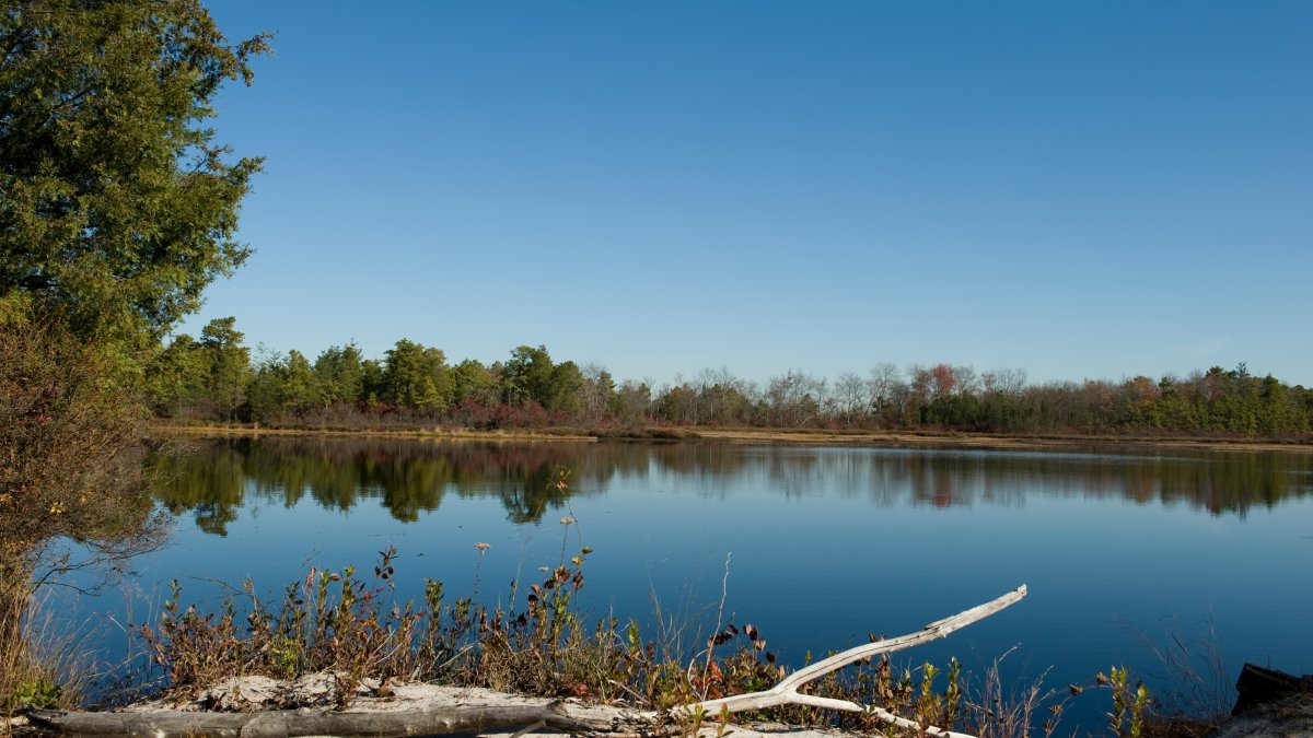 NJ Not Doing Enough to Save Fragile Pinelands from Vehicle Damage, Advocates Say - Vimarsana News
