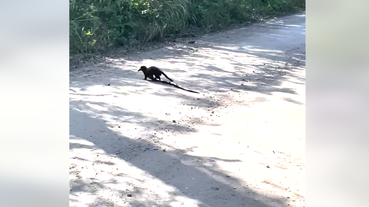 Rare Florida Mink Captures Snake in Everglades – NBC10 Philadelphia