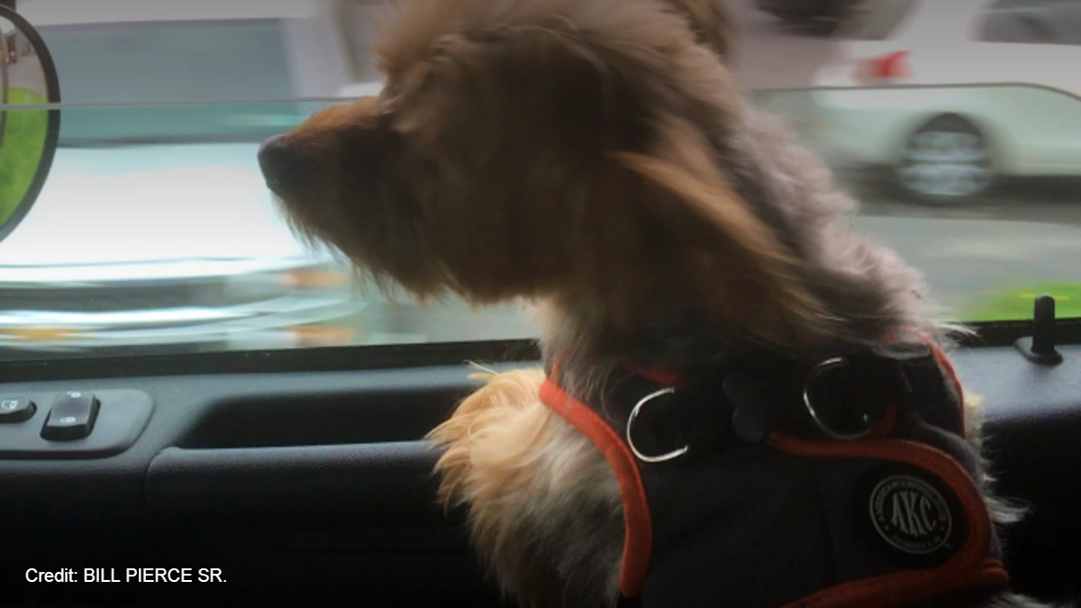 Bear Attacks in Sparta: 2nd Pet Dog Killed Within 3 Weeks – NBC10 Philadelphia - Vimarsana News
