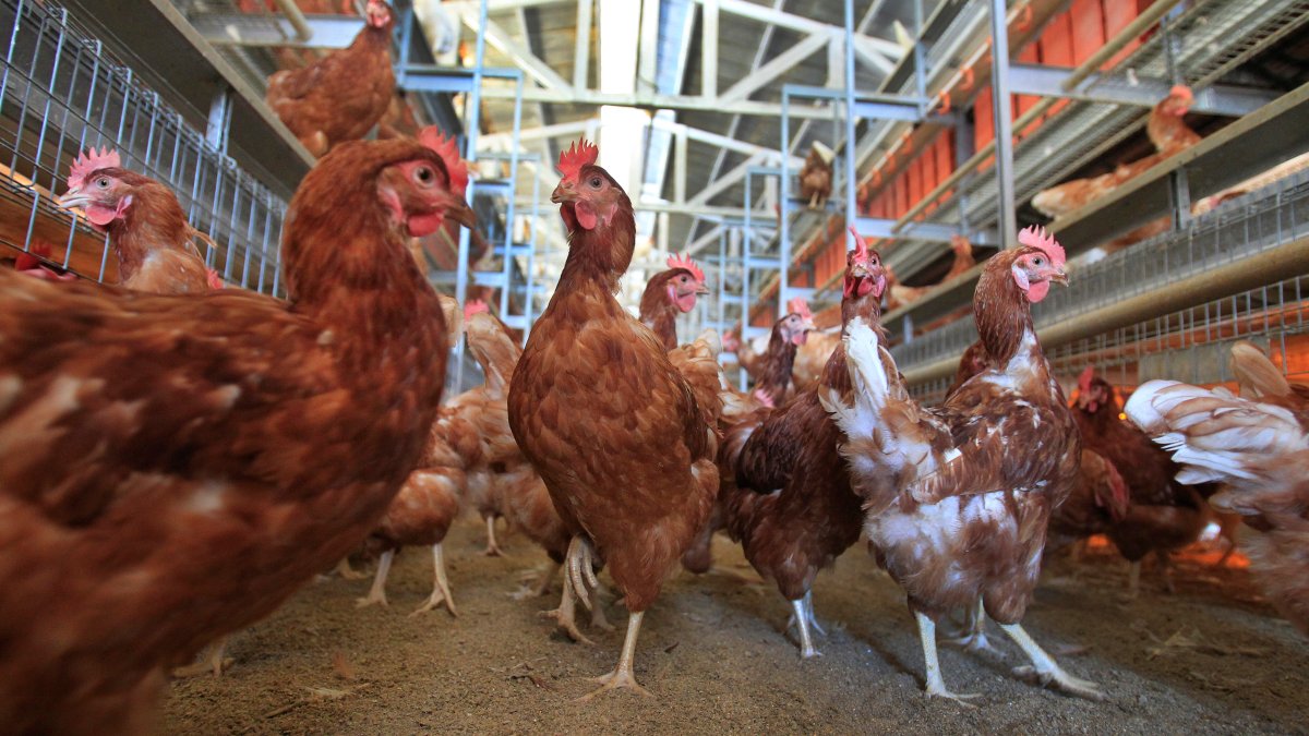 Cage-Free Chicken Efforts Score Surprising Success in Egg Industry – NBC10 Philadelphia - Vimarsana News