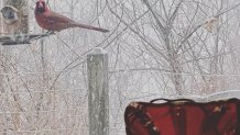 A cardinal rests on the edge of a bird feeder as snow falls in Forks Township, Pennsylvania.