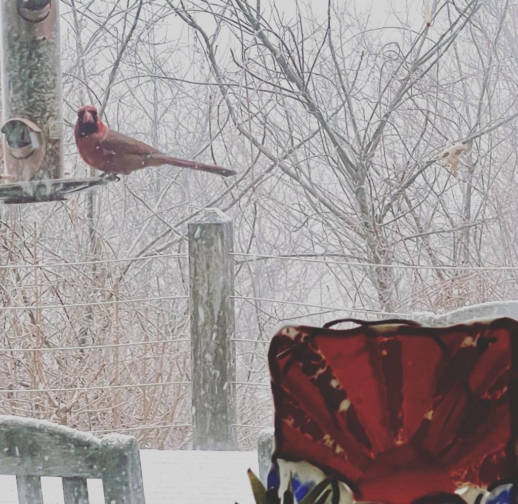 A cardinal rests on the edge of a bird feeder as snow falls in Forks Township, Pennsylvania.