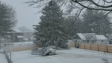 Snow blankets a large pine tree, an outdoor pool and the ground of a yard in Hatfield Township/