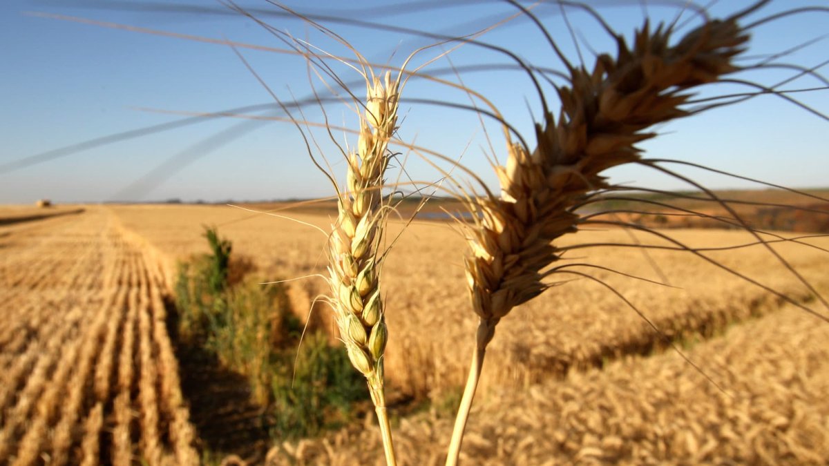 Agco CEO Says Russia-Ukraine War's Potential Consequences on Global Food Supply Is 'a Really Big Deal' – NBC10 Philadelphia - Vimarsana News