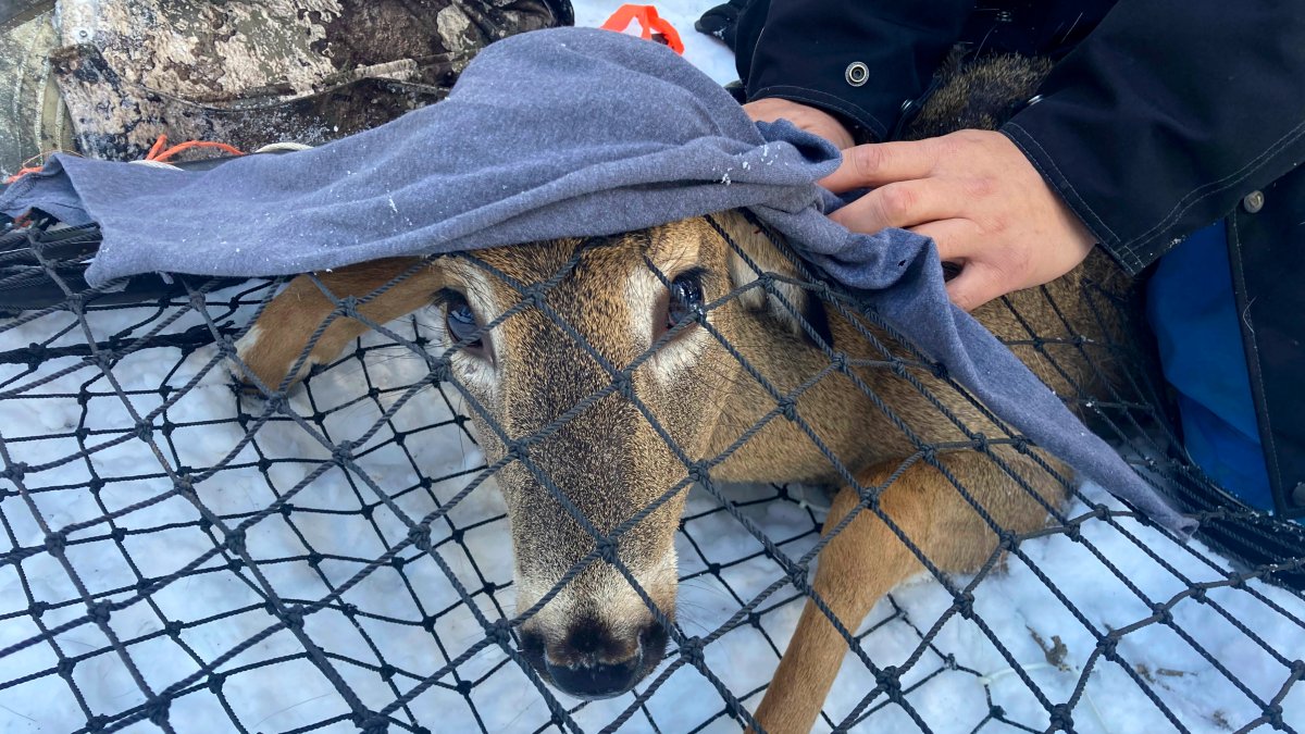Scientists Test Bears, Deer for COVID, Watch for Possible Mutants – NBC10 Philadelphia - Vimarsana News